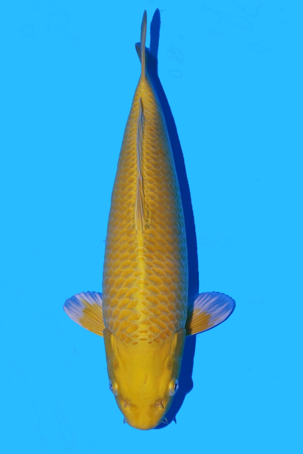 Juara 3