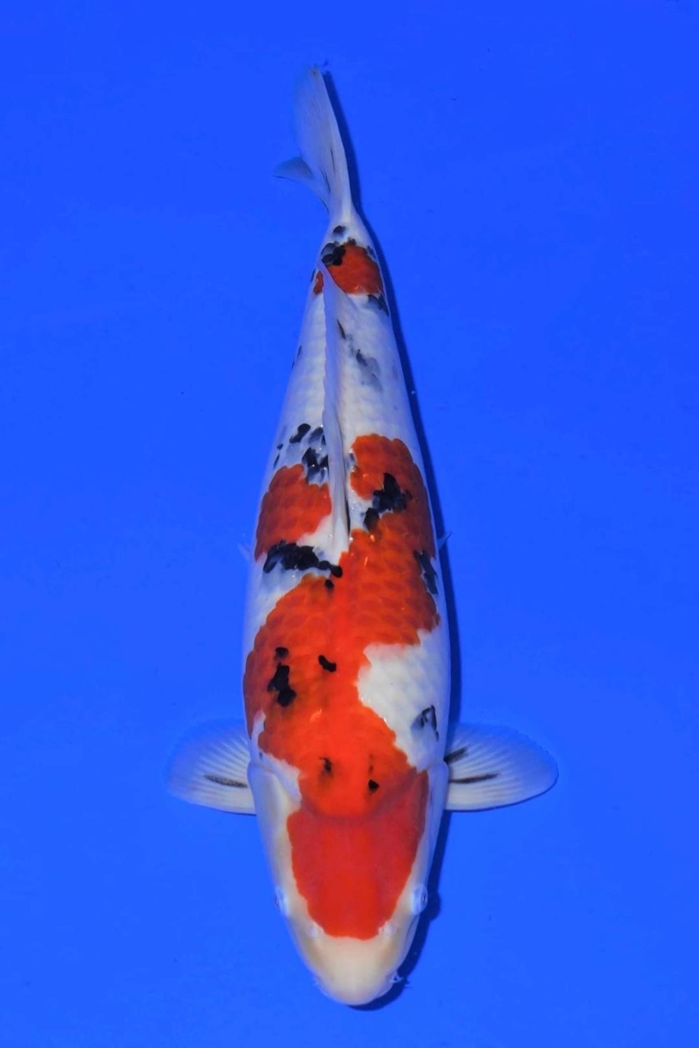 Juara 1