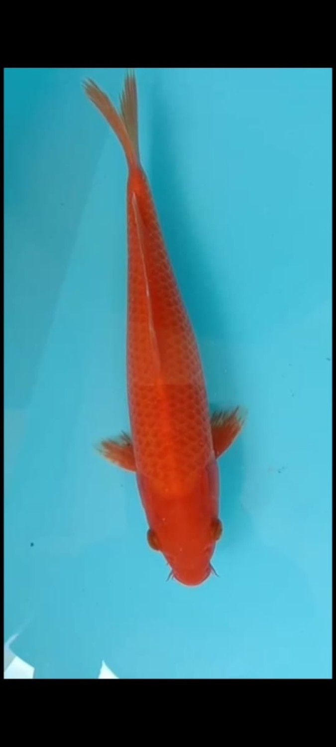 Juara 2