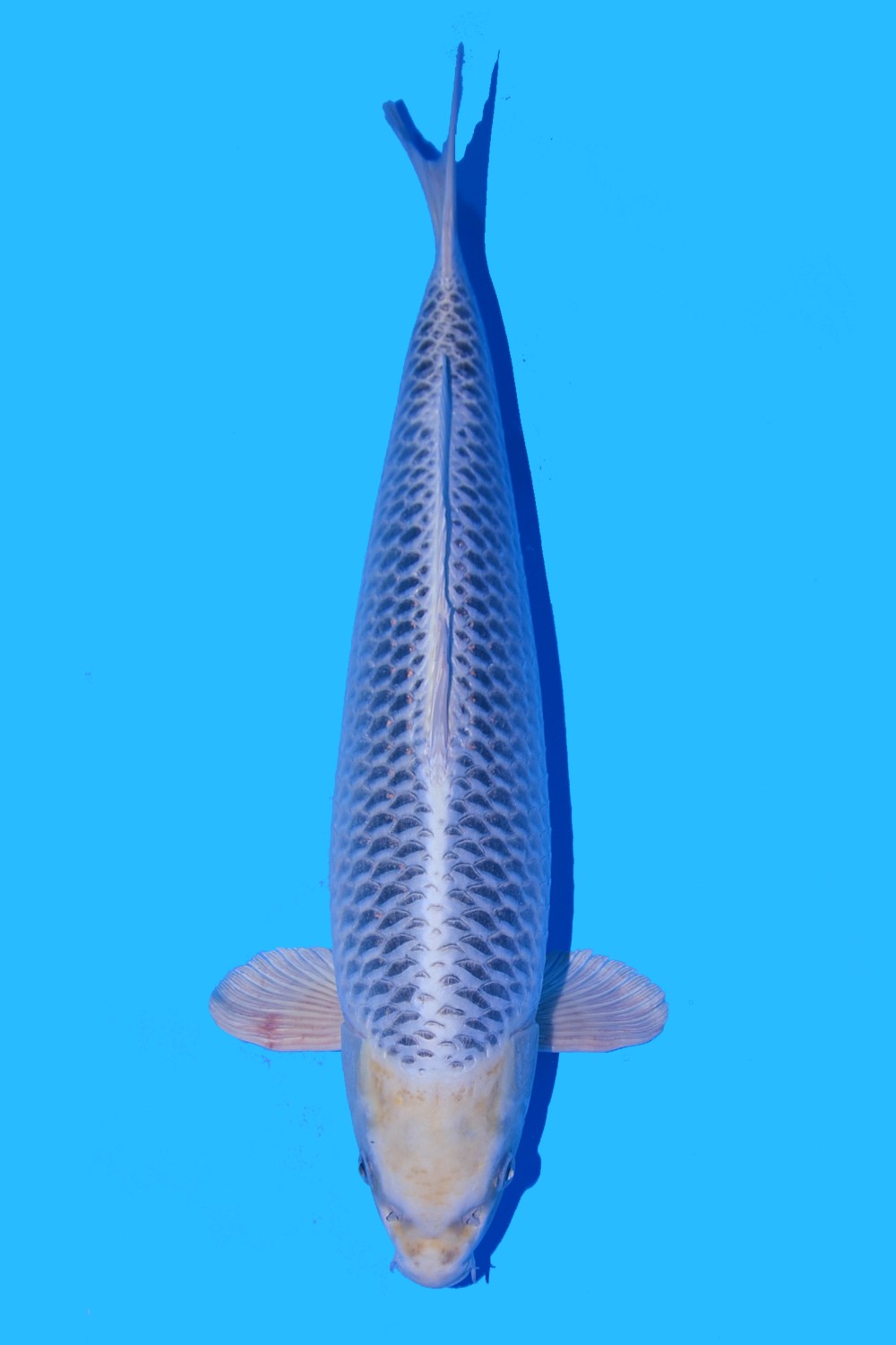 Juara 2
