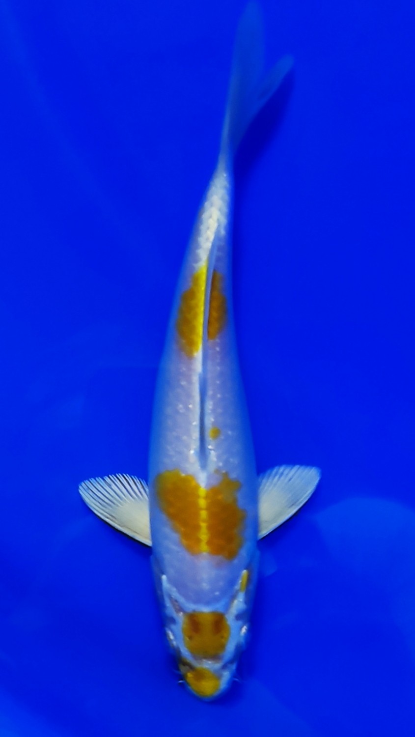 Juara 4