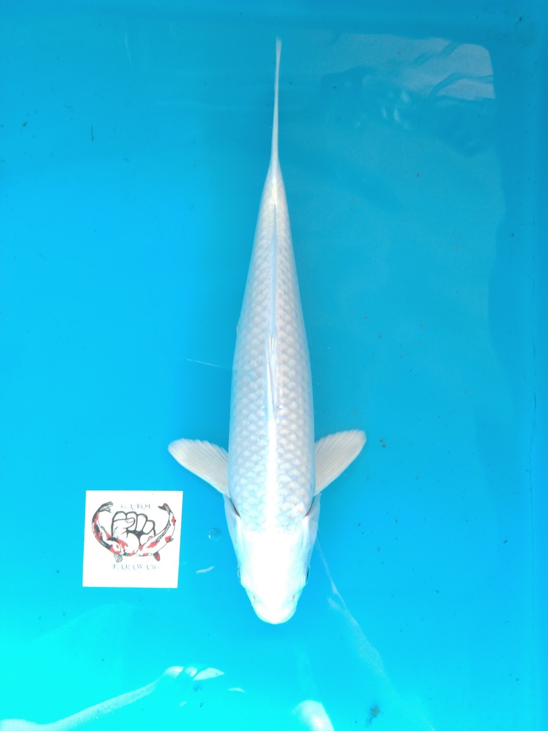 Juara 5