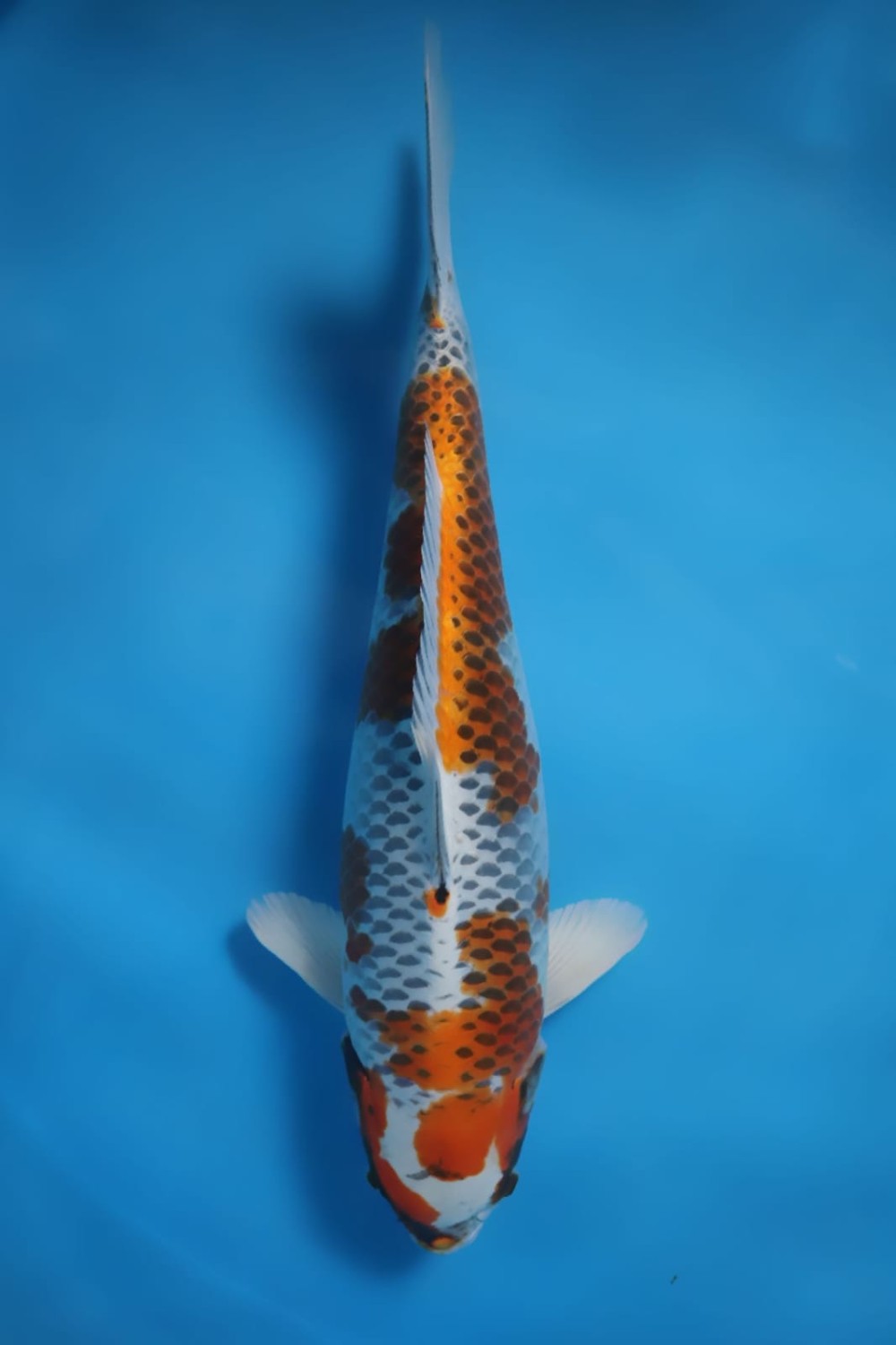 Juara 3