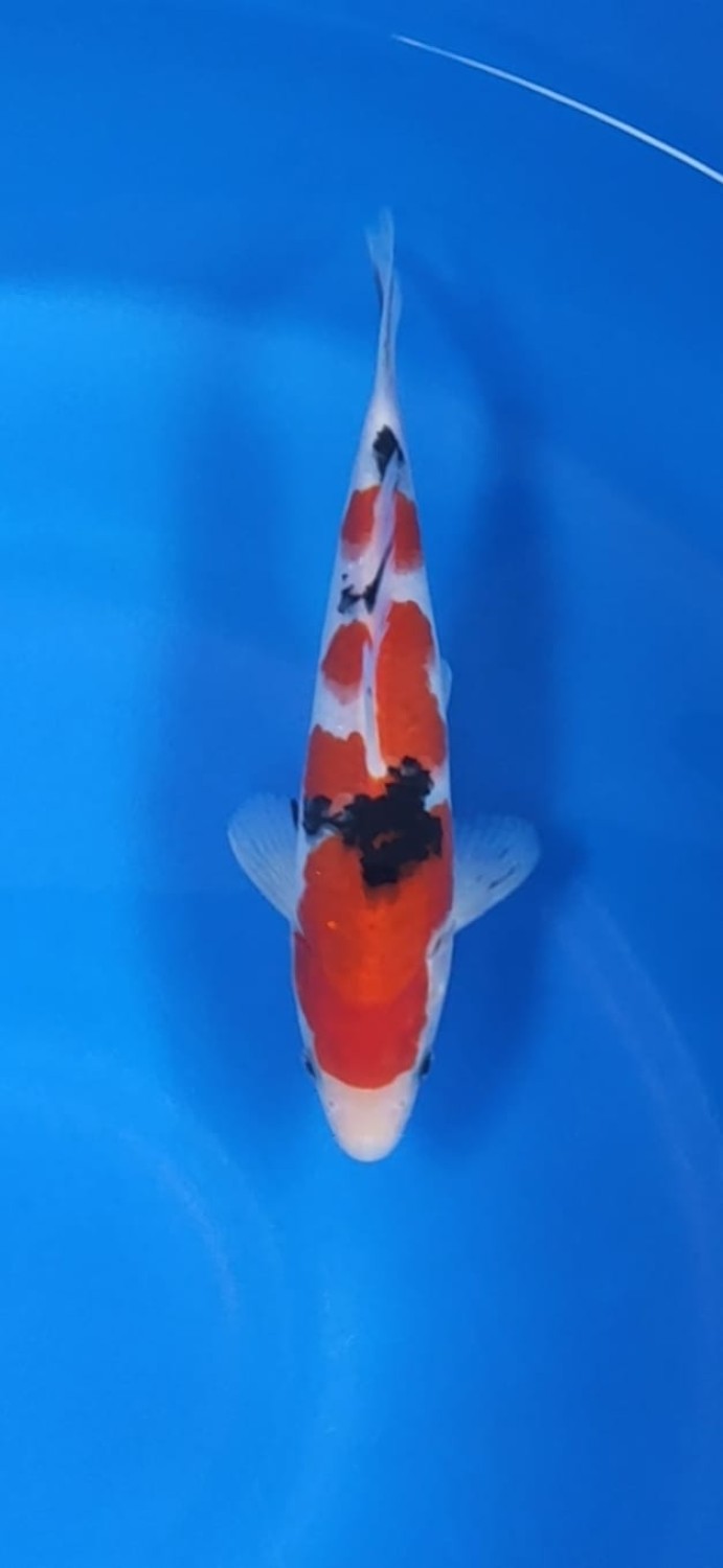 Juara 1