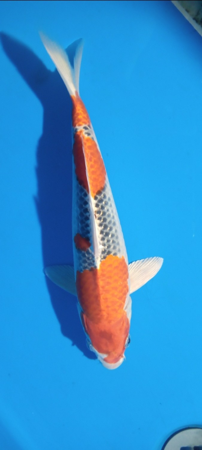Juara 2