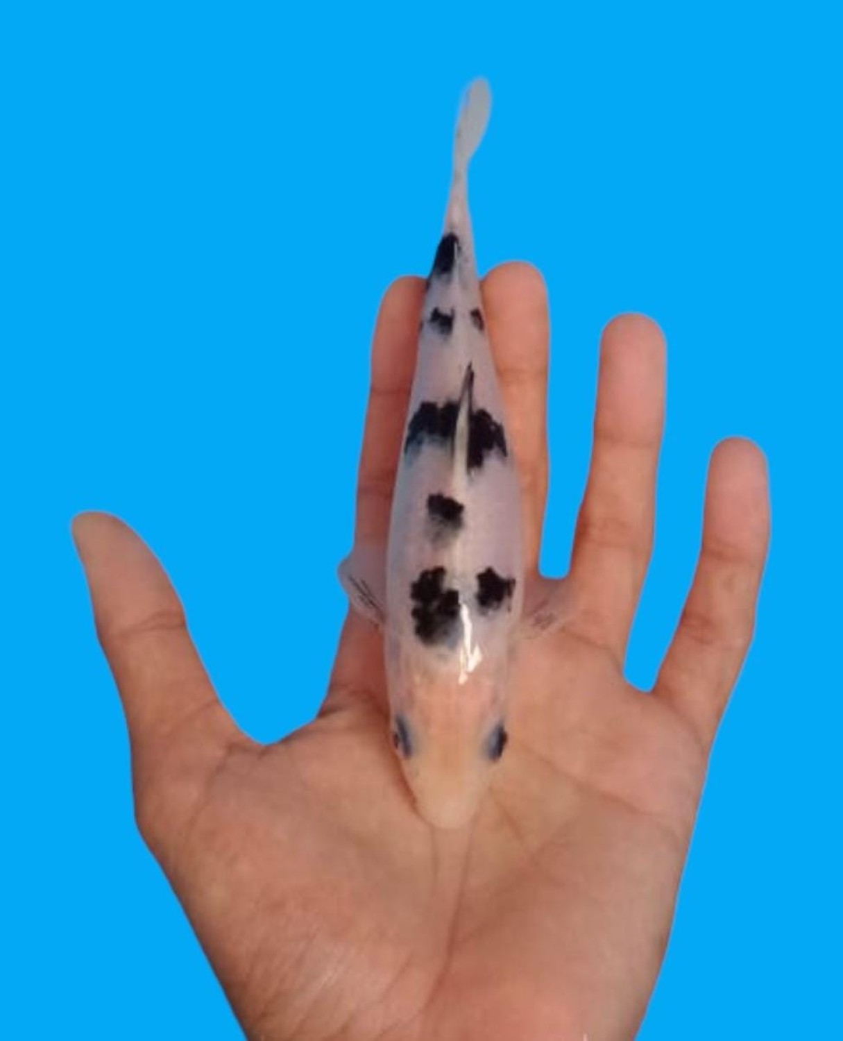 Juara 1
