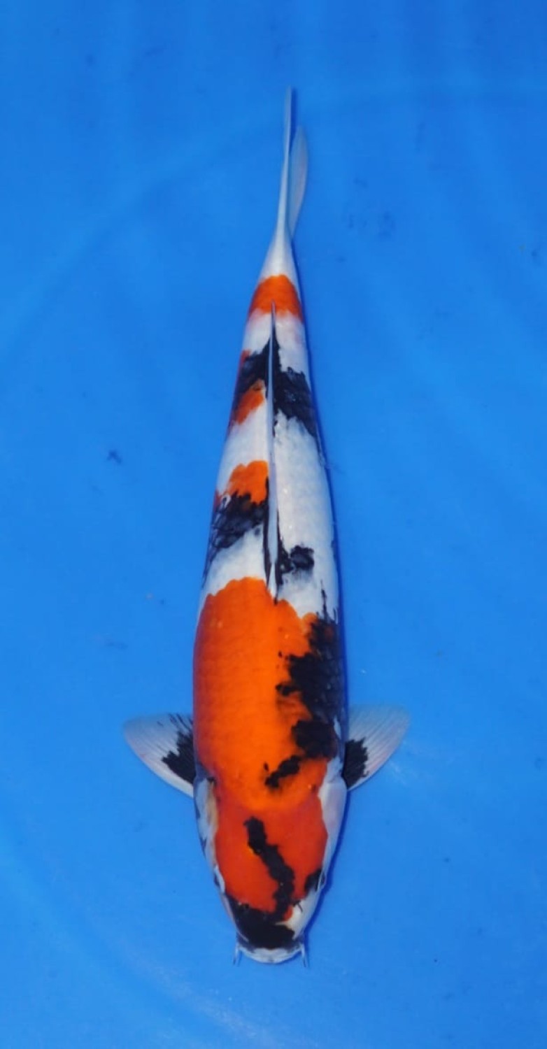 Juara 2