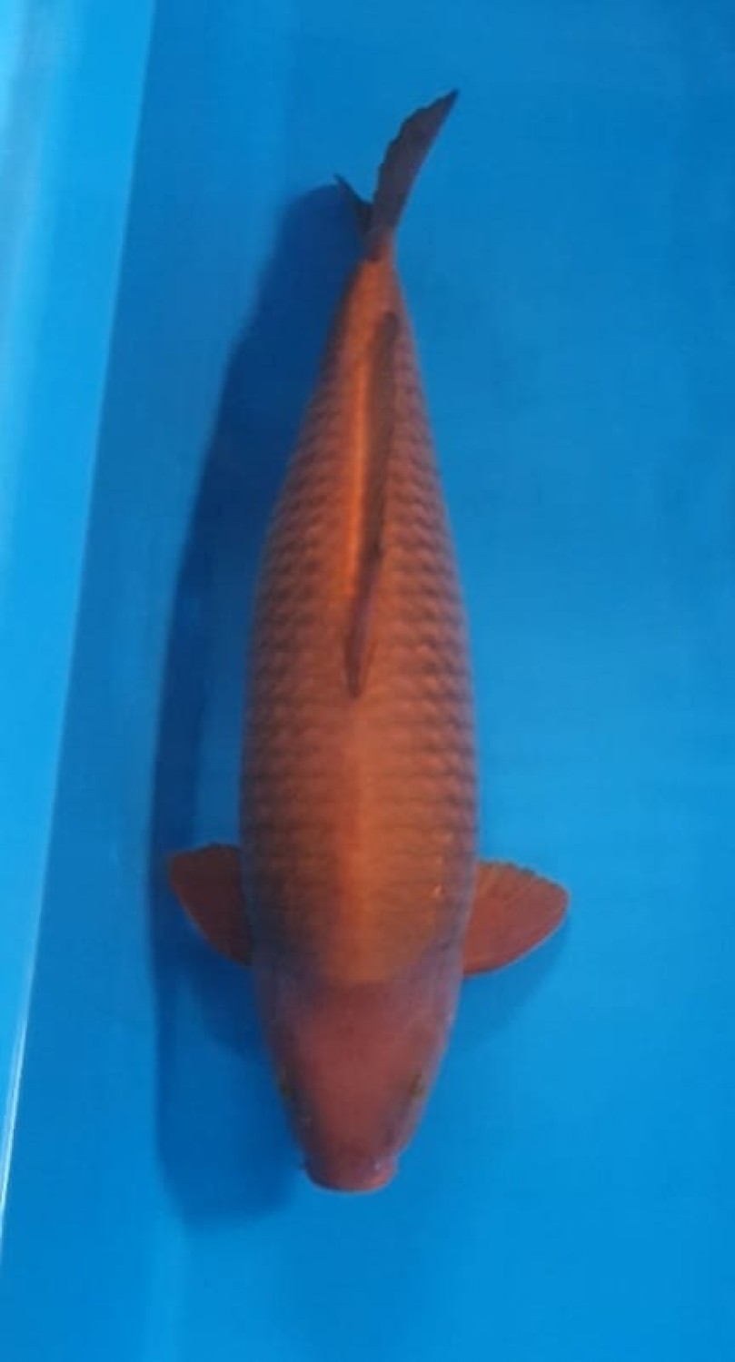 Juara 1