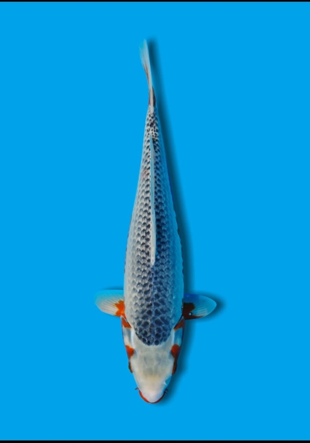 Juara 1