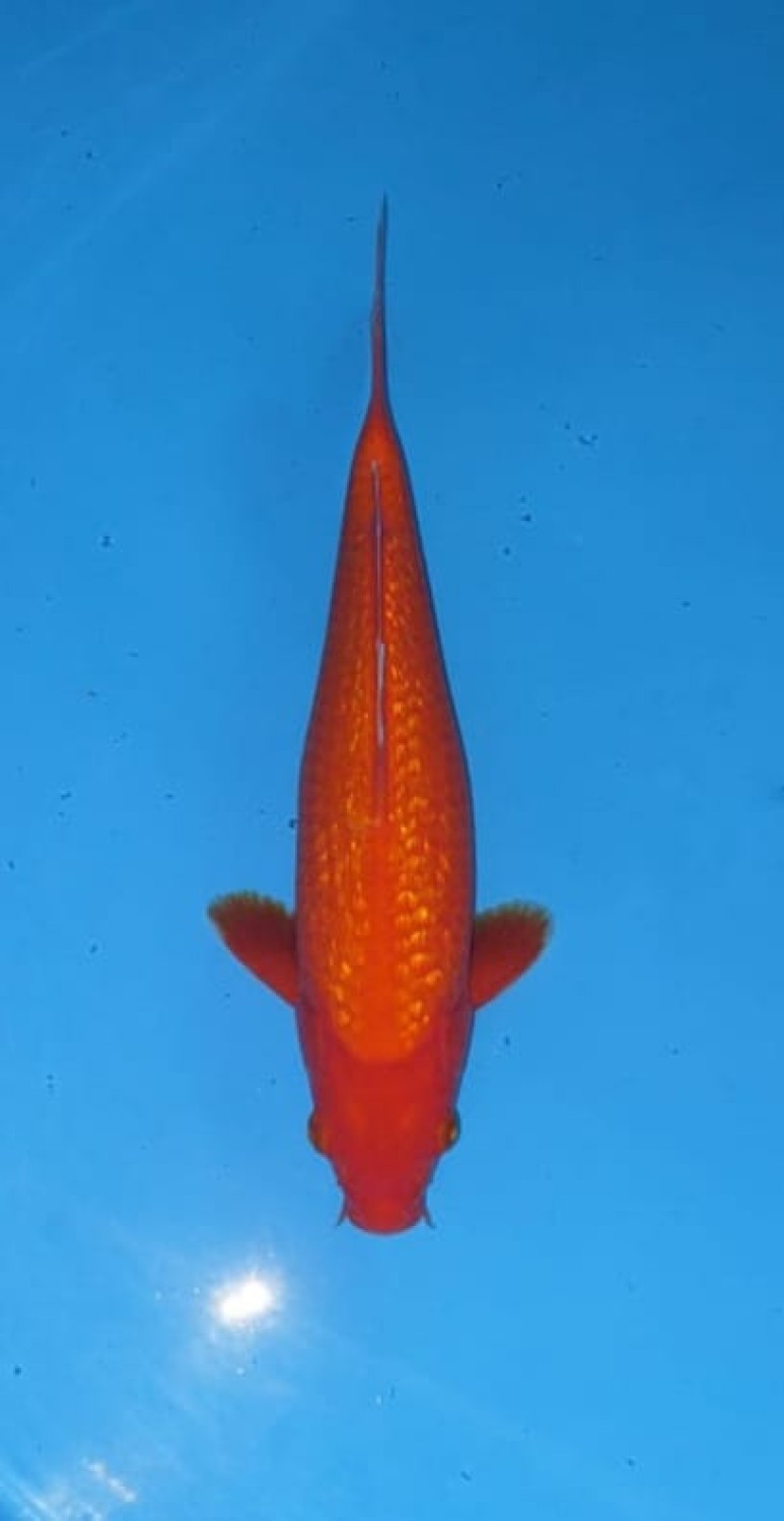 Juara 2