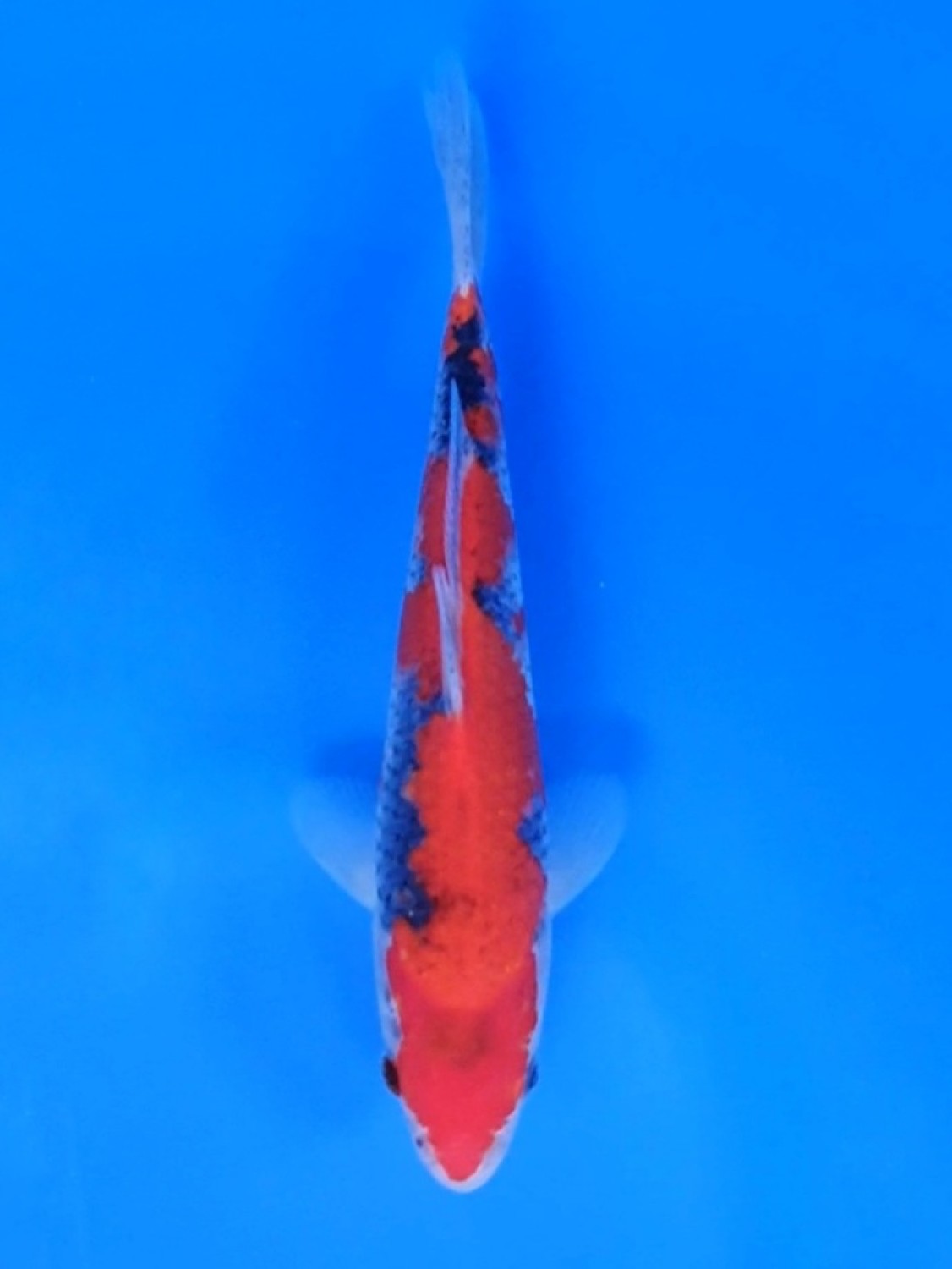 Juara 1