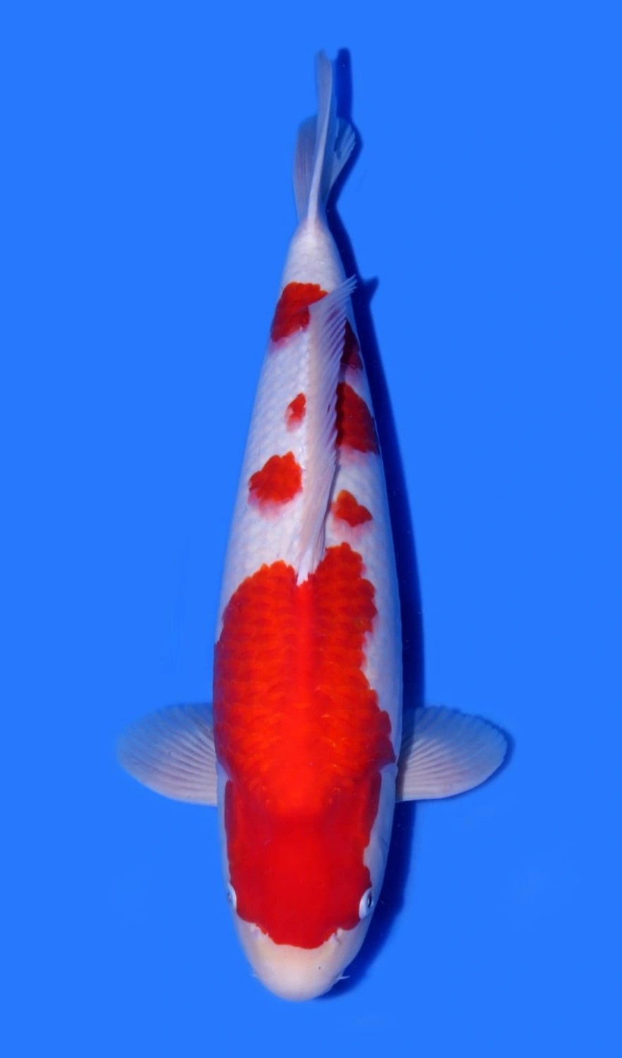 Juara 2