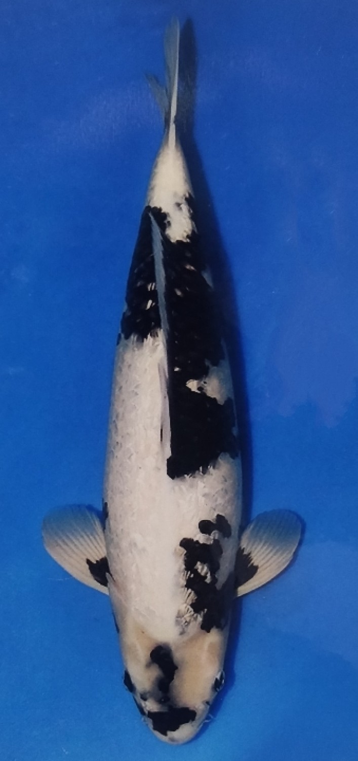 Juara 3