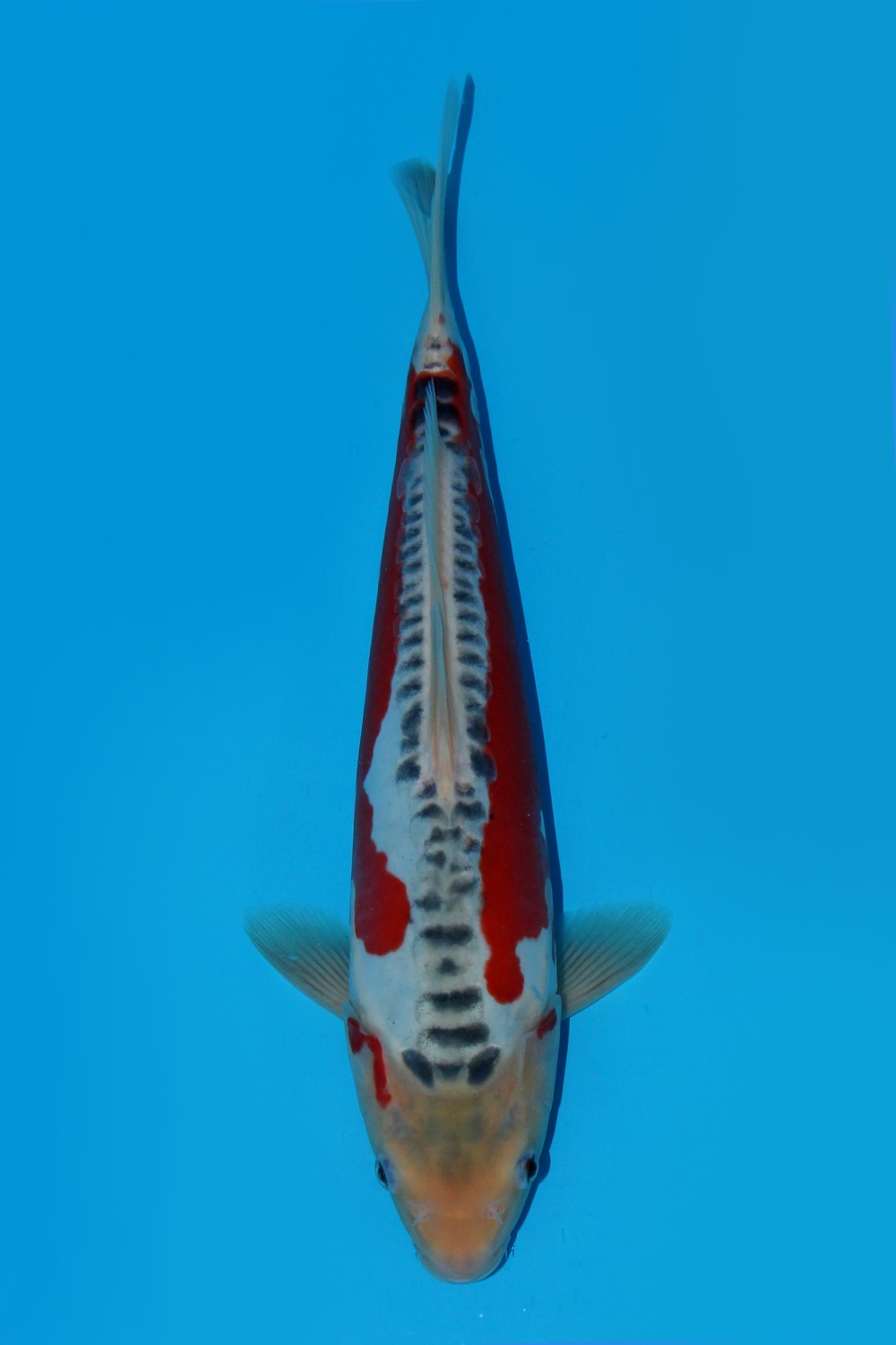 Juara 1