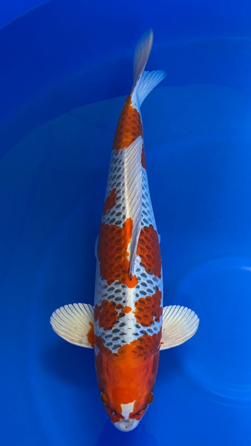 Juara 1