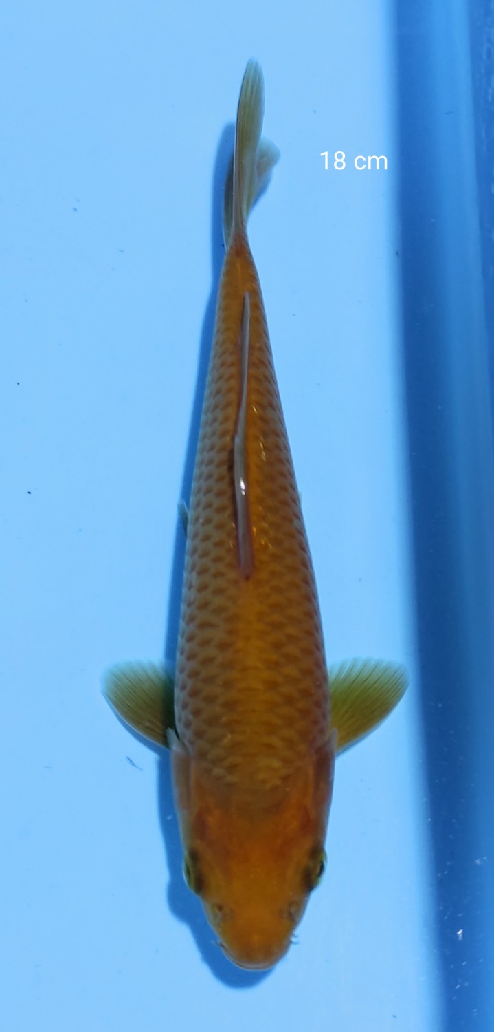 Juara 2