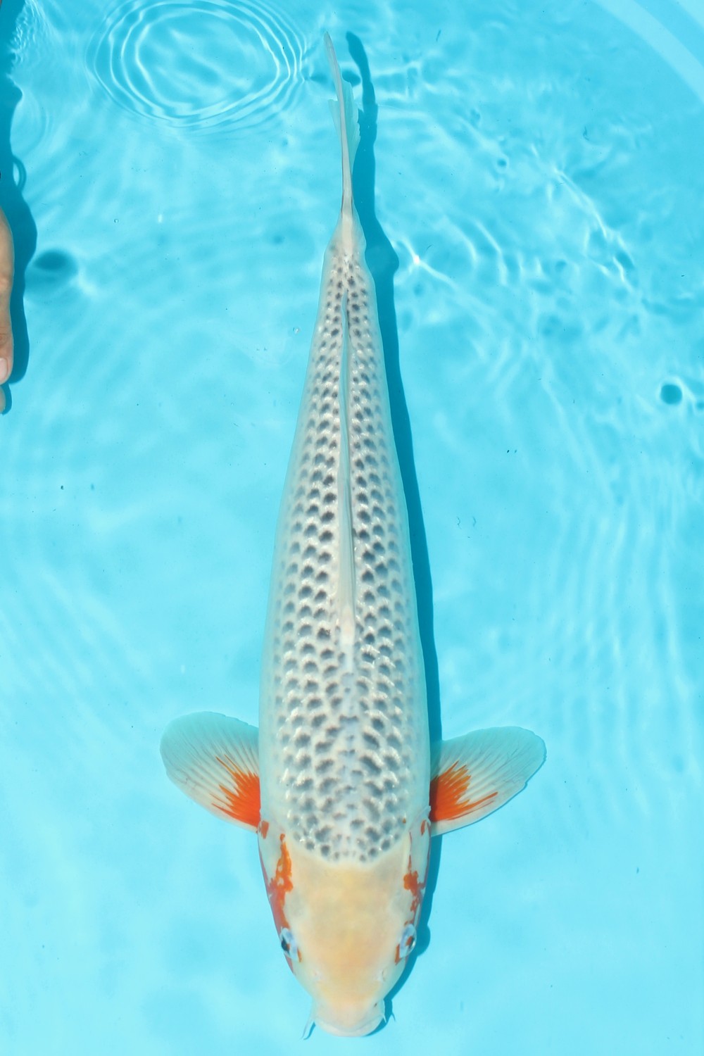 Juara 2