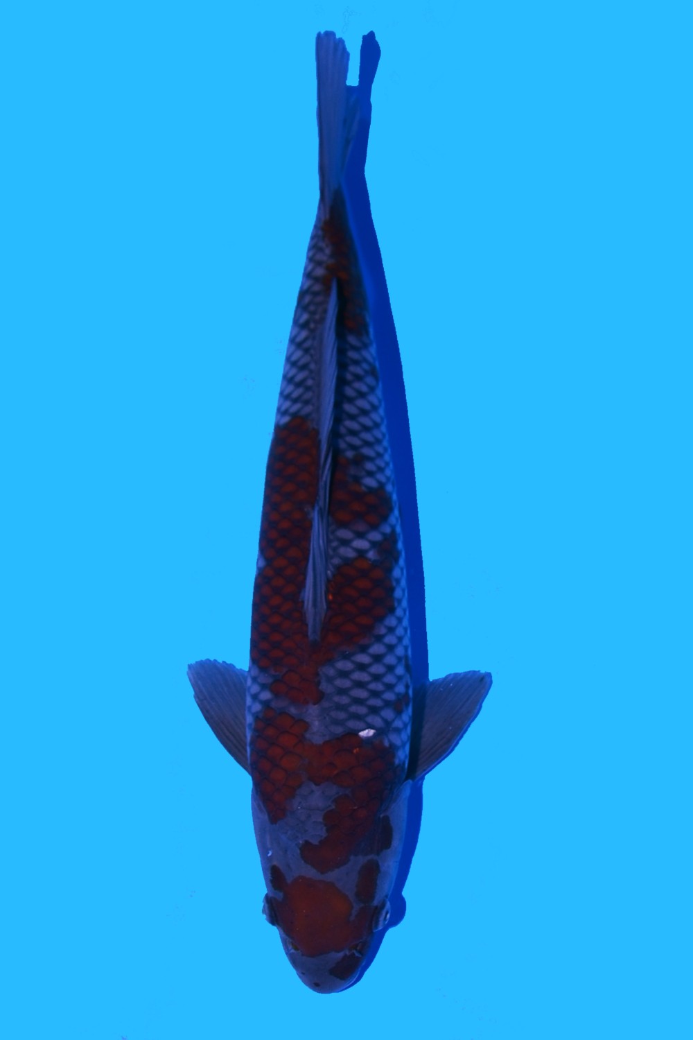 Juara 1