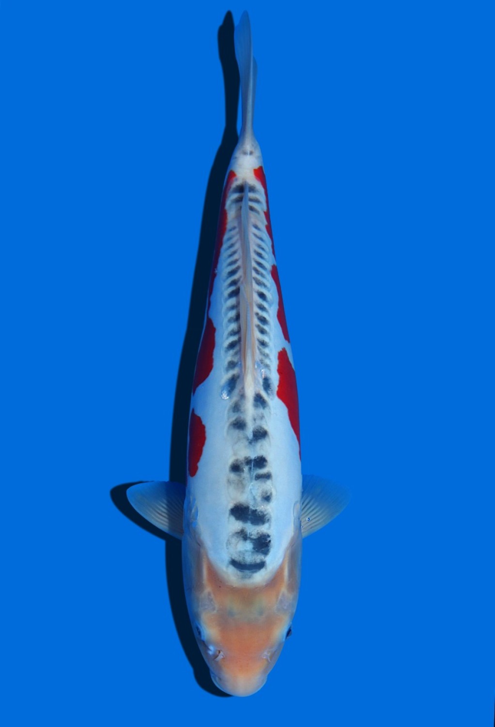 Juara 4