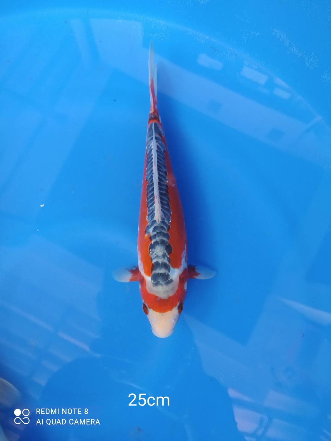 Juara 1