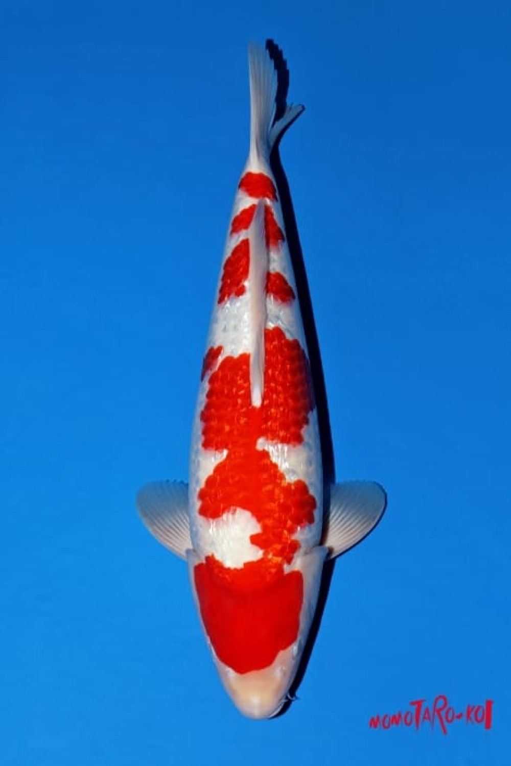 Juara 1