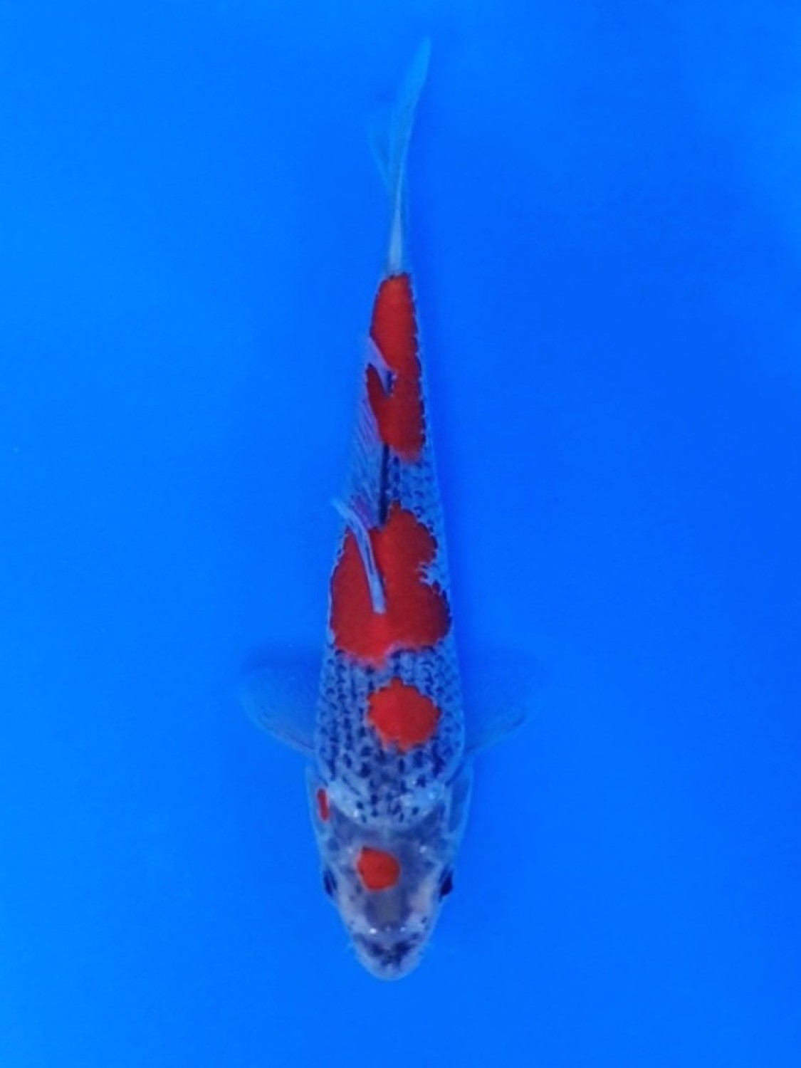 Juara 1