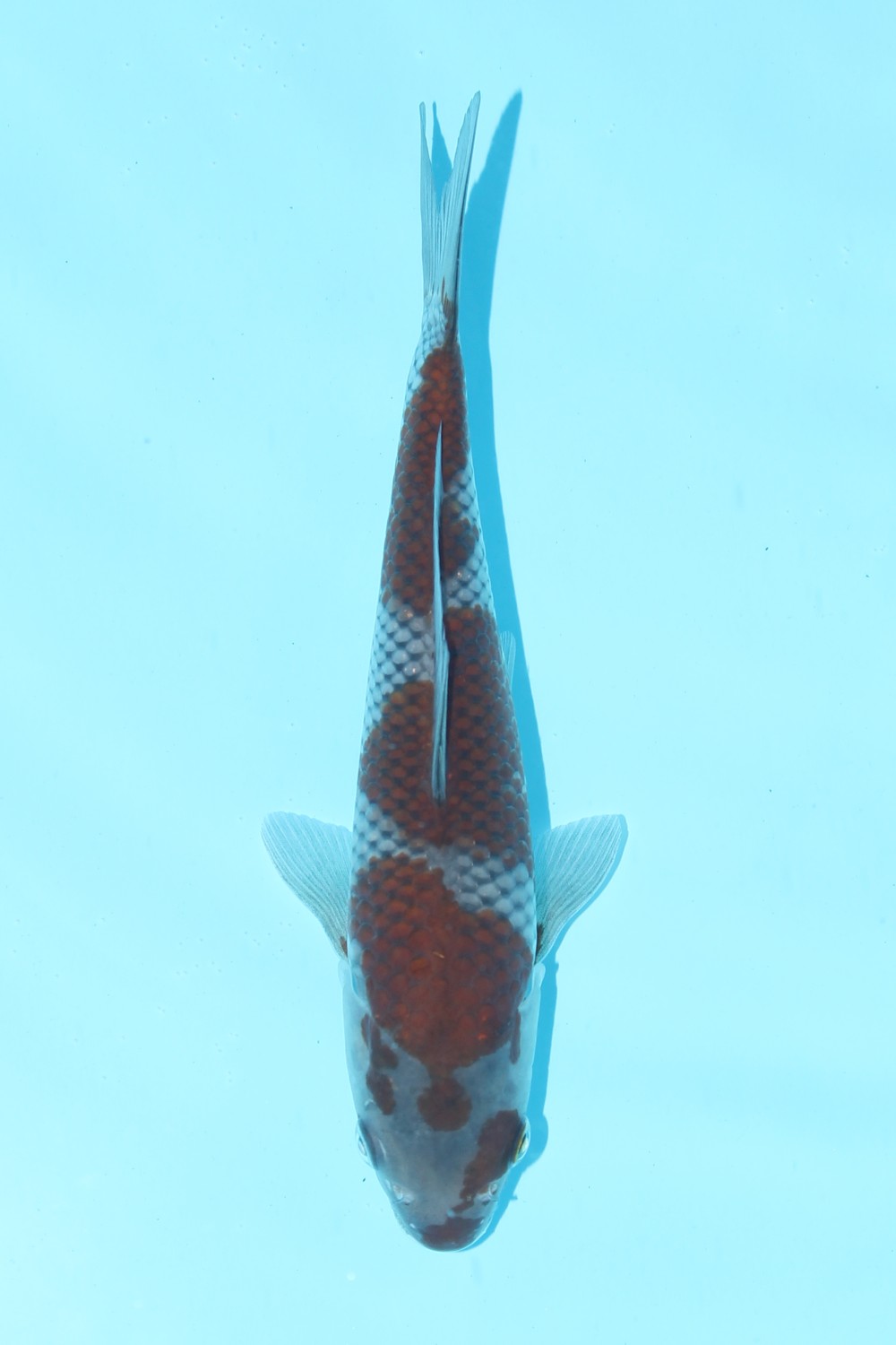 Juara 1