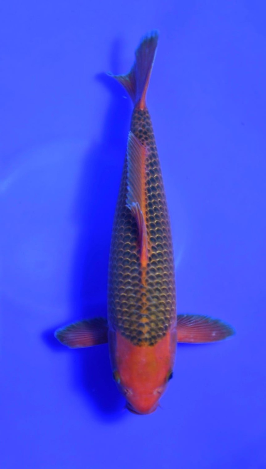 Best In Size E 41 - 45 cm