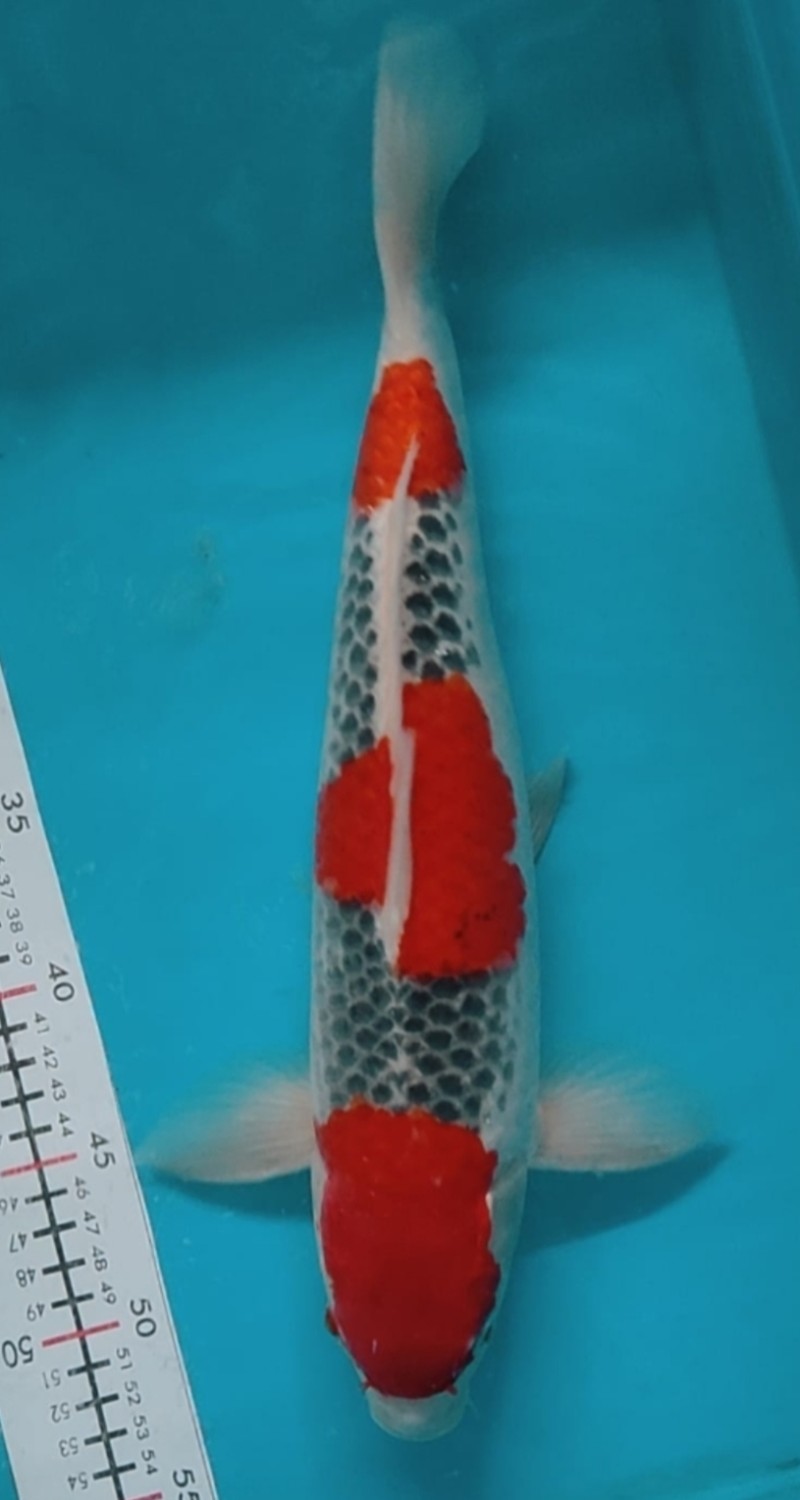 Juara 1