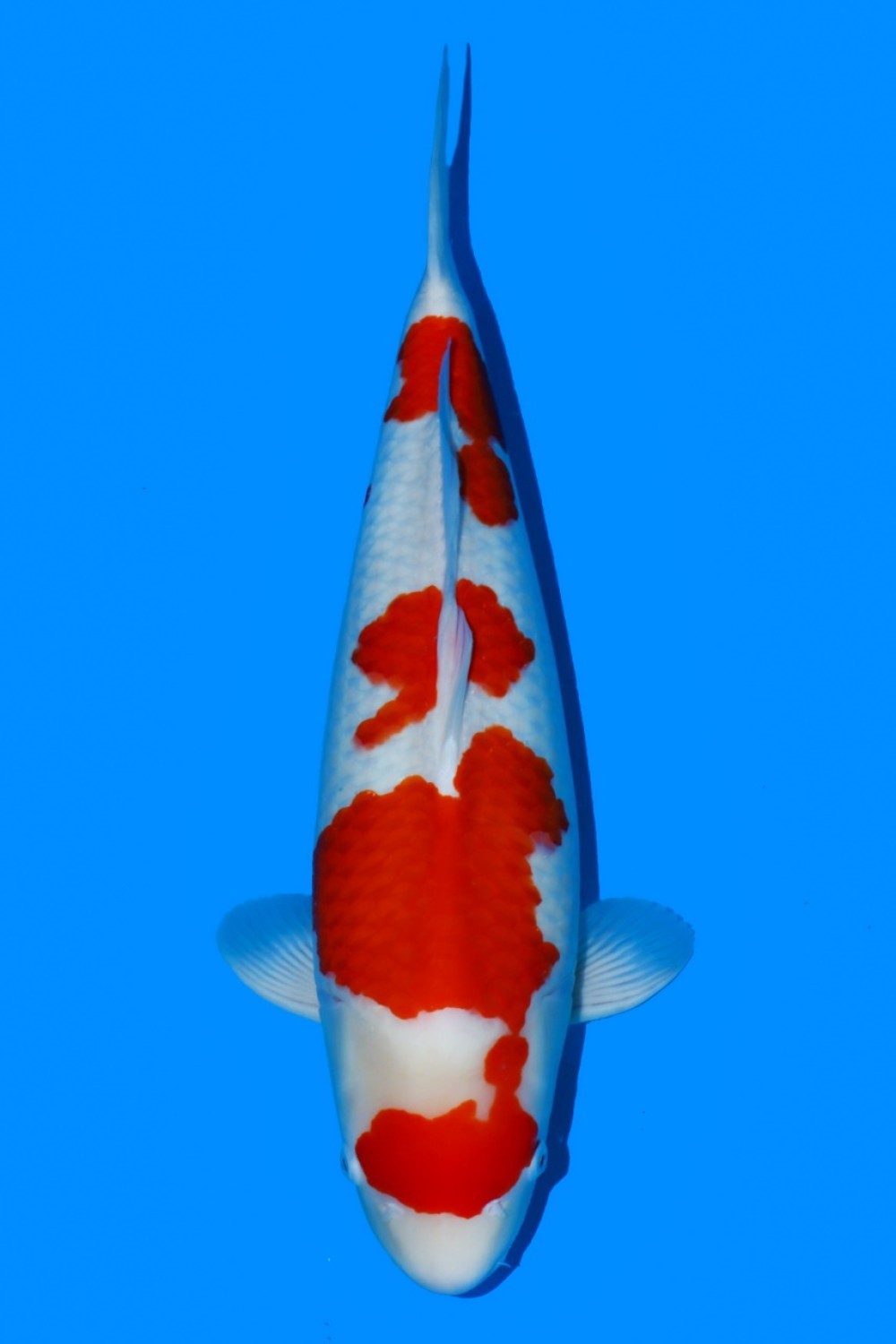 Juara 2