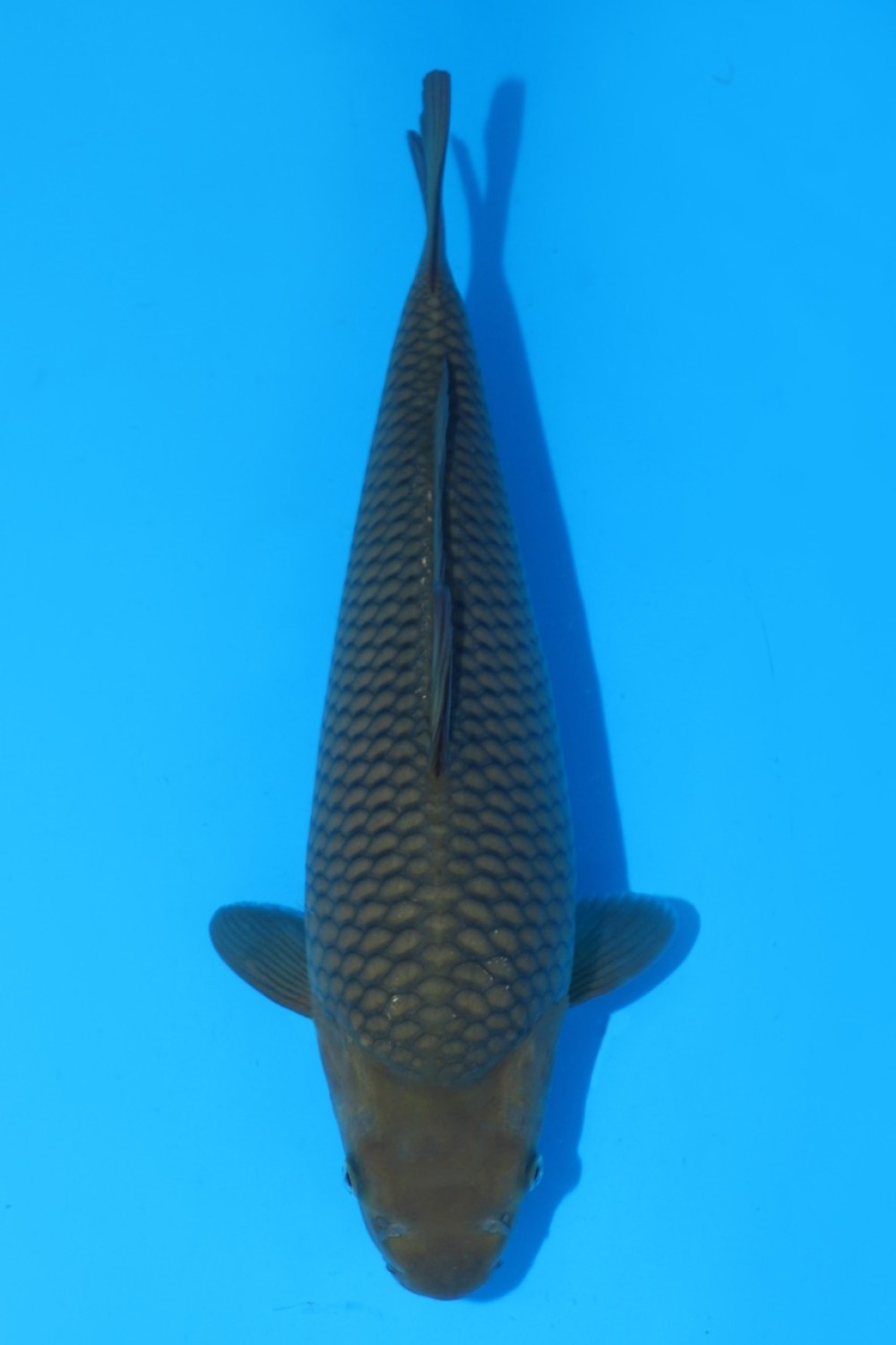Juara 1
