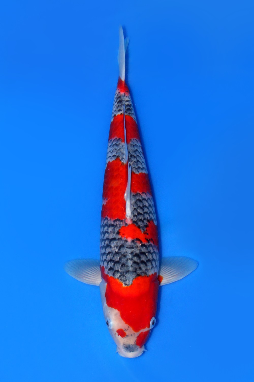 Juara 1