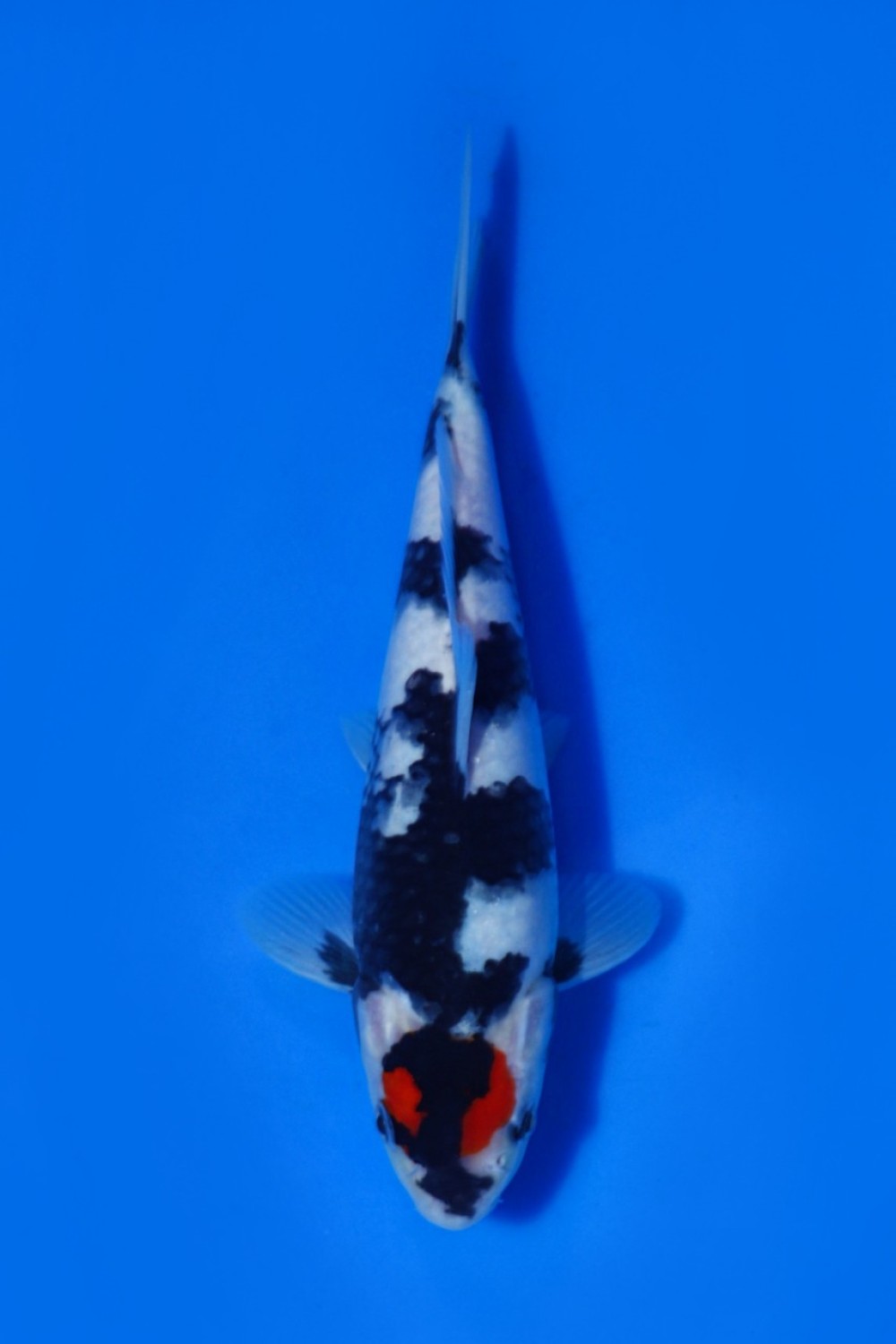 Juara 1