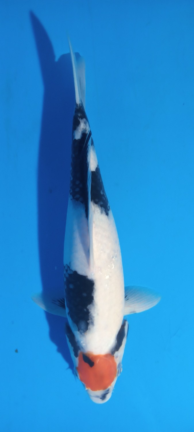 Juara 5