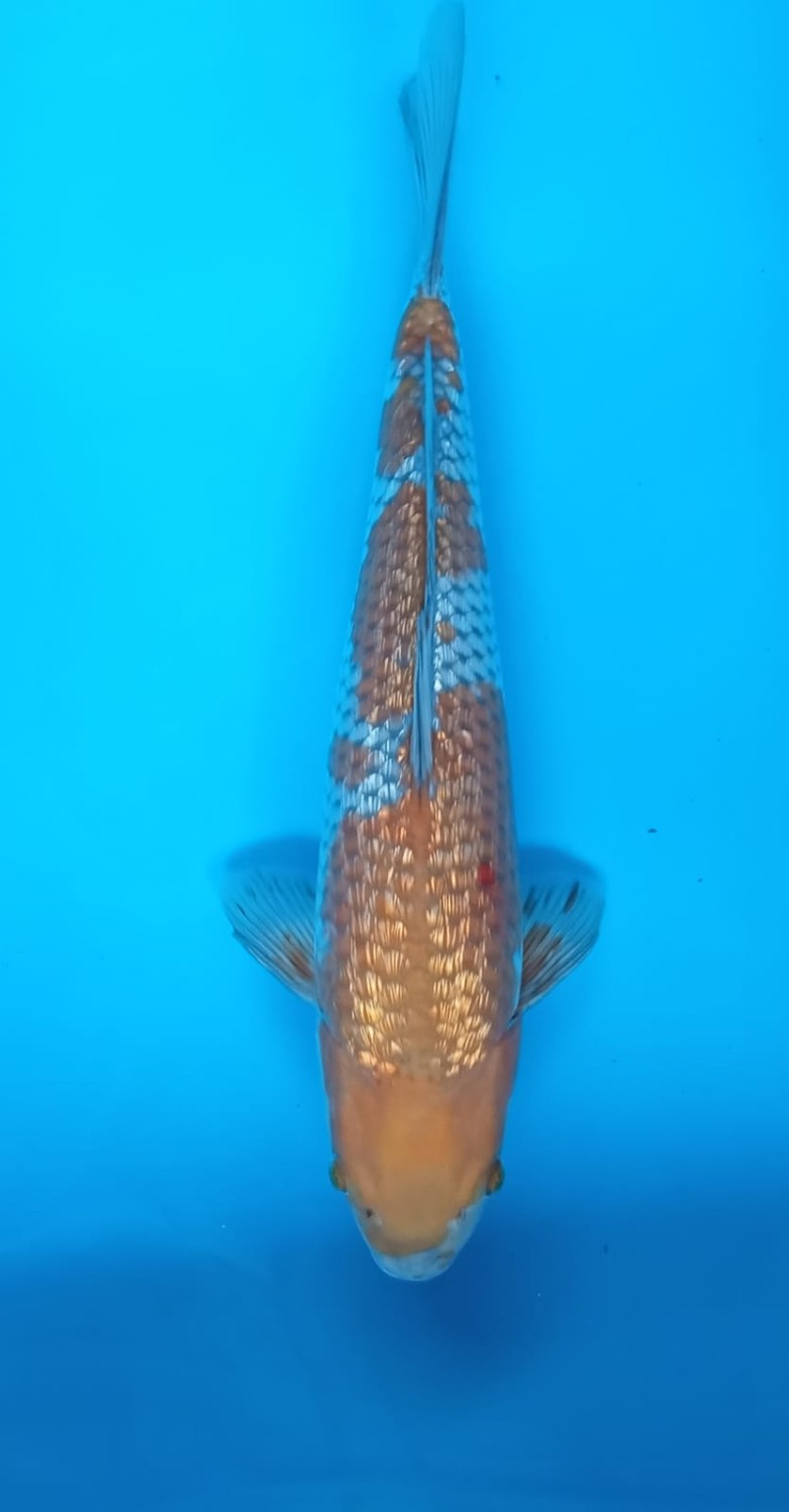 Juara 2