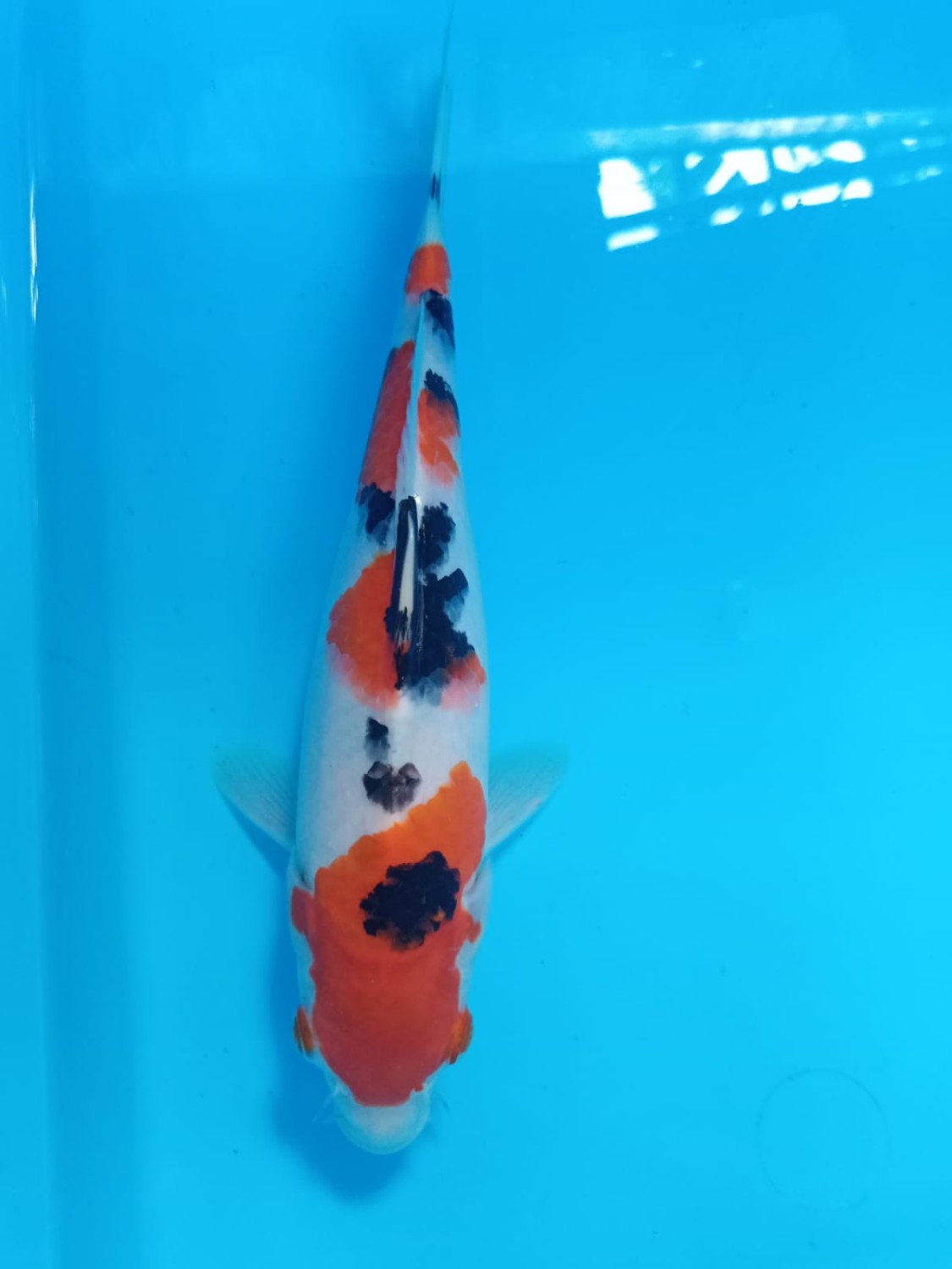 Juara 4
