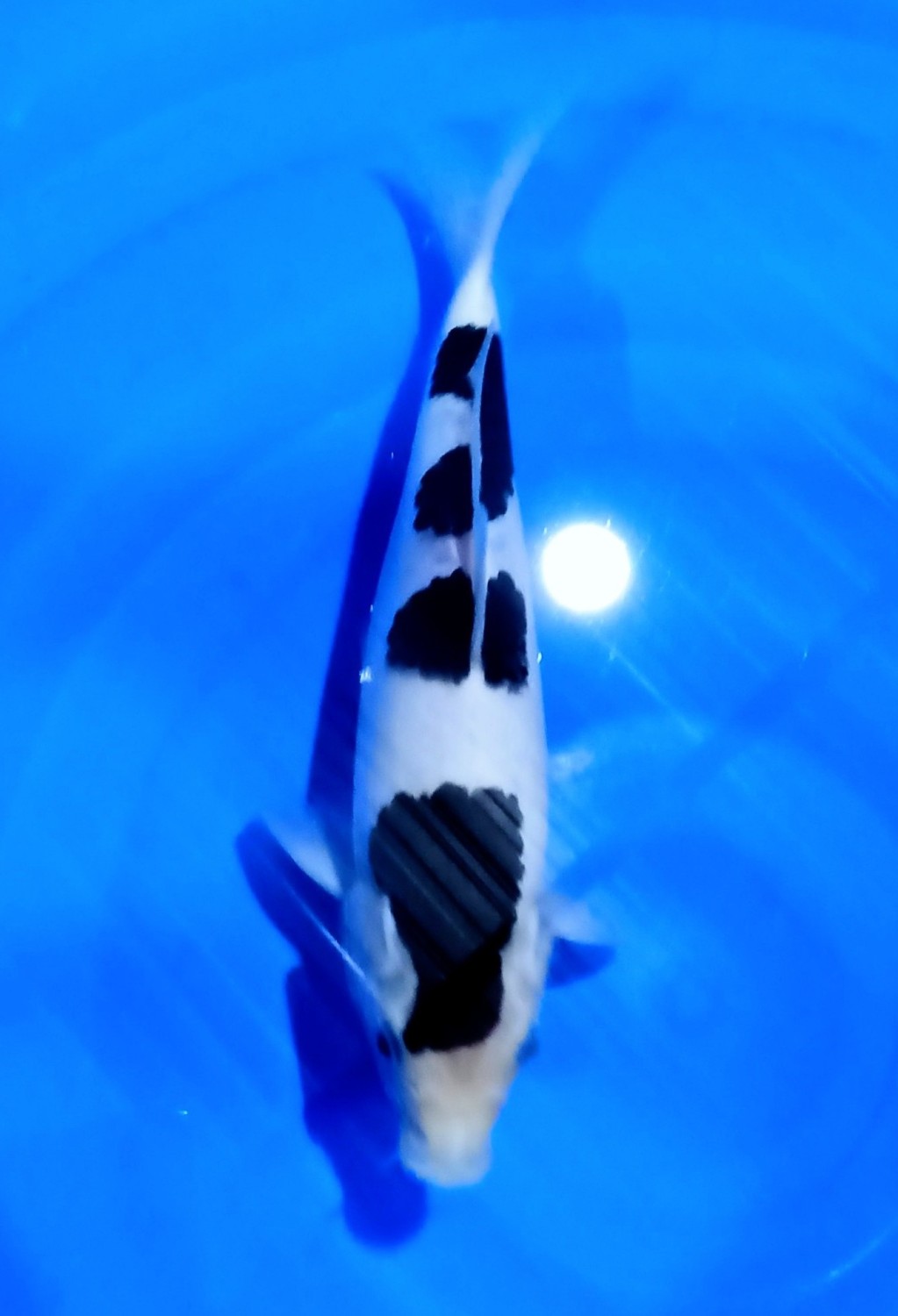 Juara 1