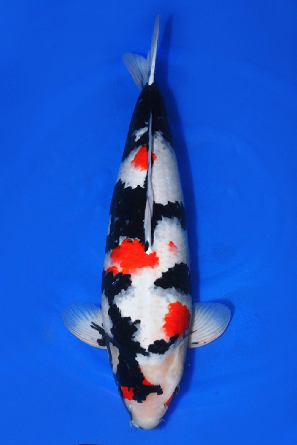 Juara 2