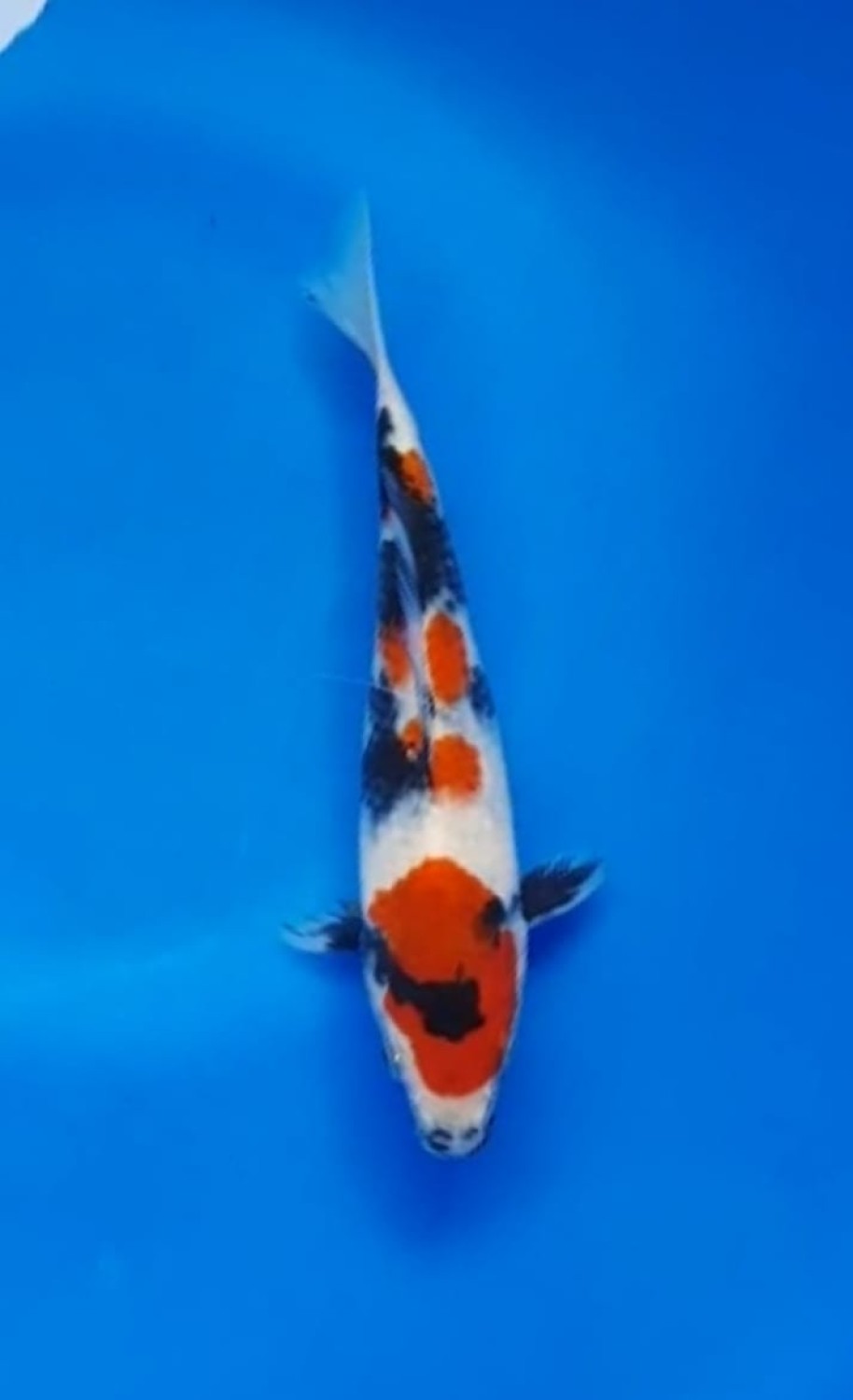 Juara 4