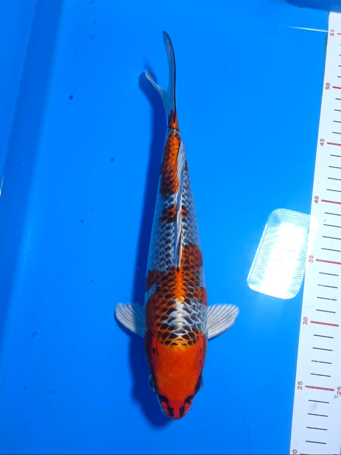Juara 1