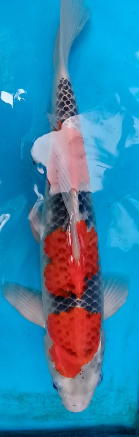 Juara 3