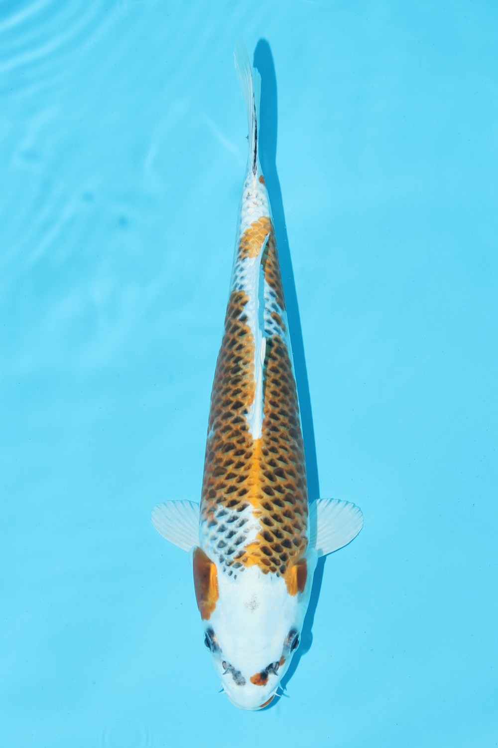 Juara 5