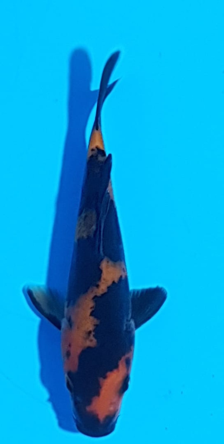 Juara 2