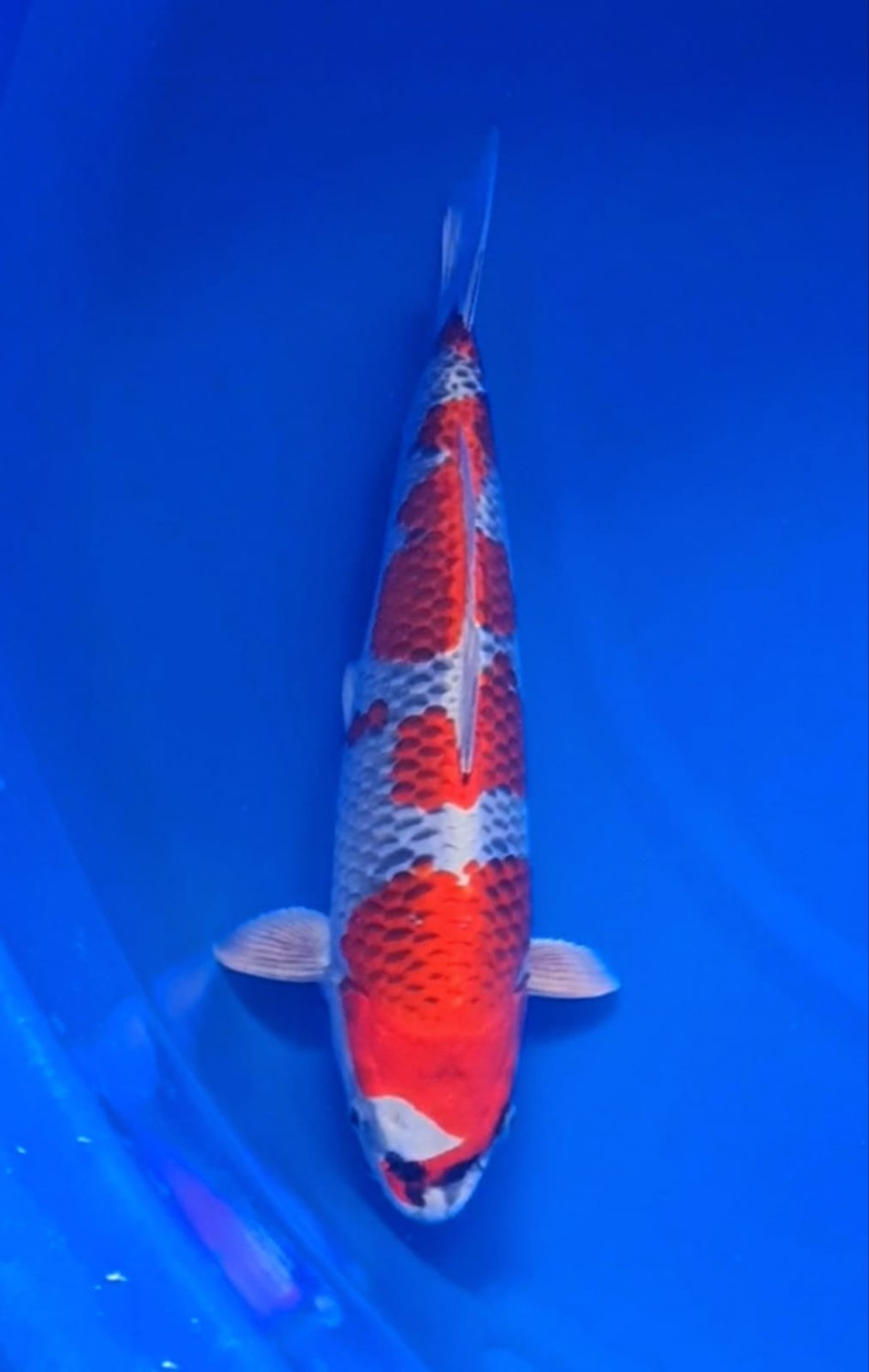 Best In Size B 41 - 45 cm