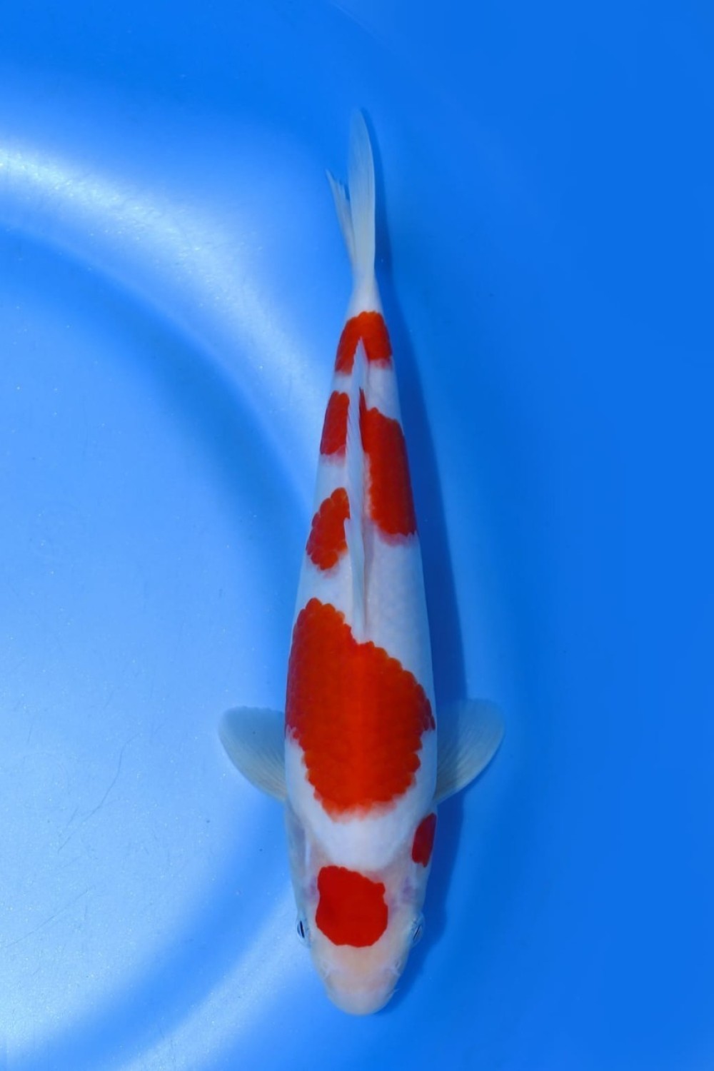 Juara 1