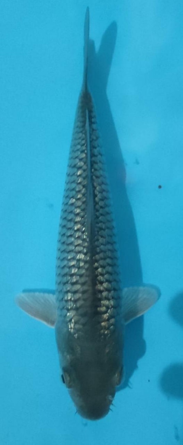 Juara 4