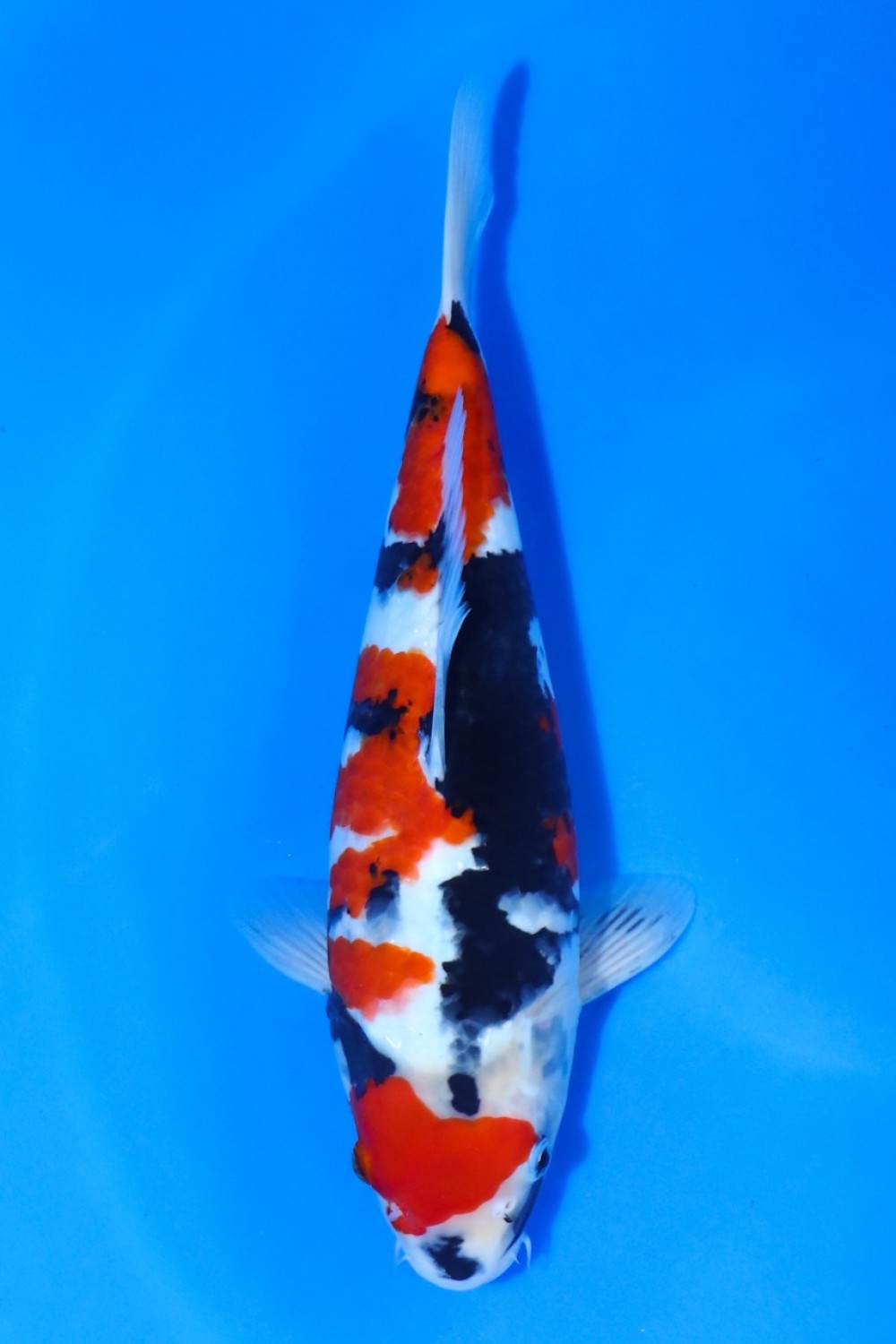 Juara 3