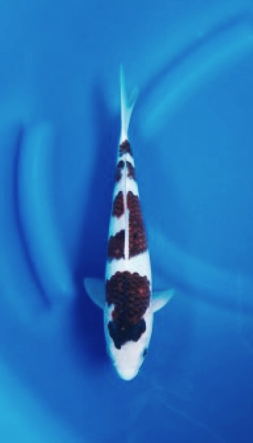 Juara 2
