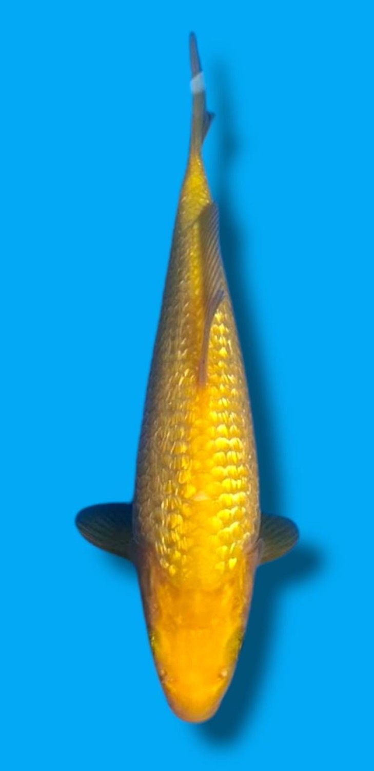 Juara 3