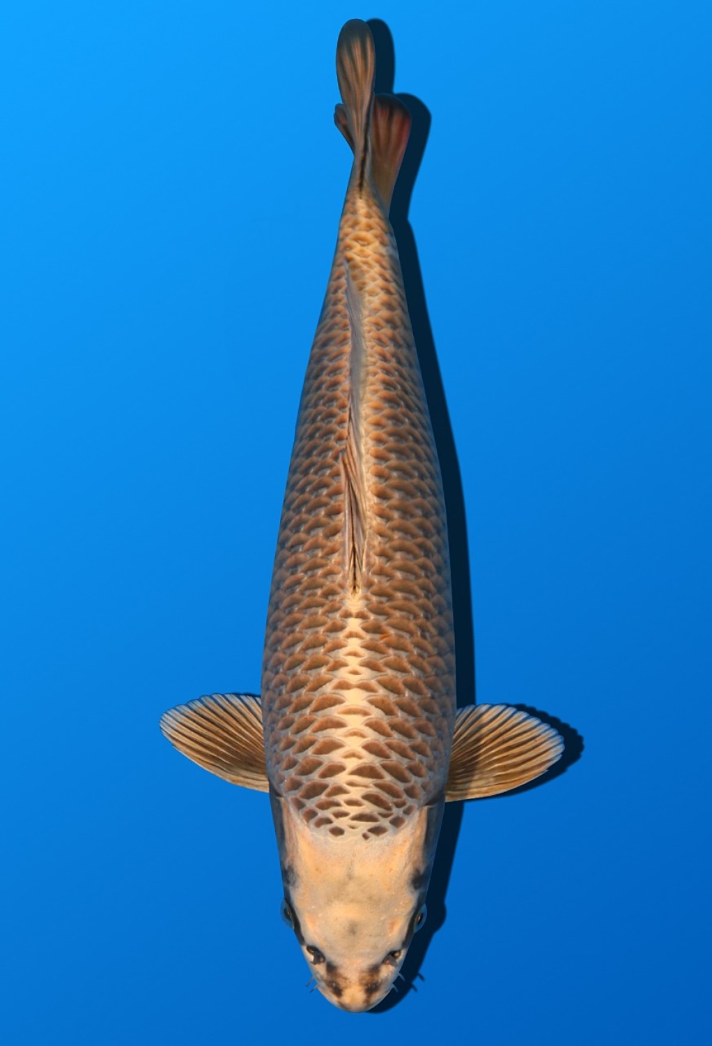 Juara 1